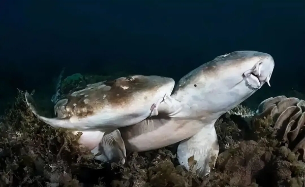 人类首次野生豹纹鲨交配：两雄一雌 仅110秒就瘫软在地