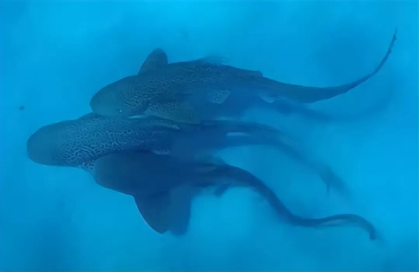 人类首次野生豹纹鲨交配：两雄一雌 仅110秒就瘫软在地