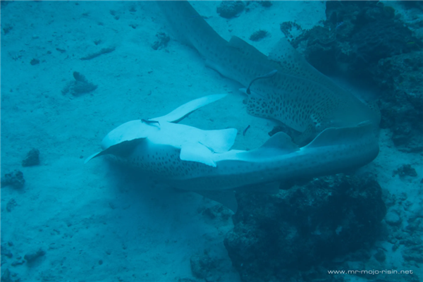 人类首次野生豹纹鲨交配：两雄一雌 仅110秒就瘫软在地