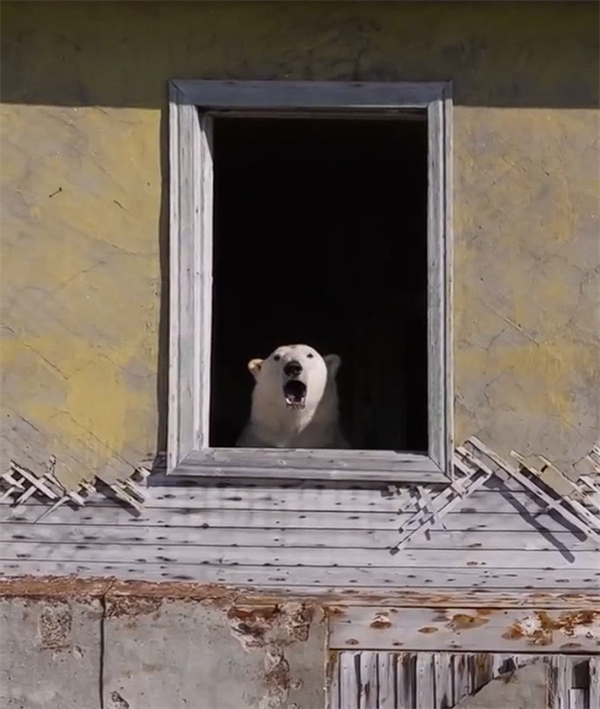 北极熊占领苏联废弃科考站：无人机拍下罕见画面