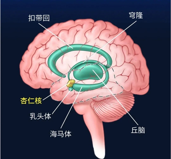这个代号SM的患者 她不会感到恐惧:科学家研究了40多年