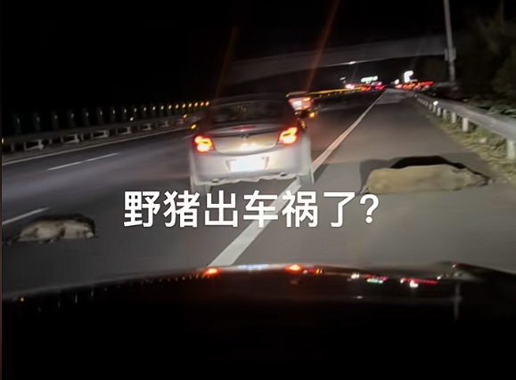 男子时速105公里撞上横穿高速野猪群:一下子灭掉5头