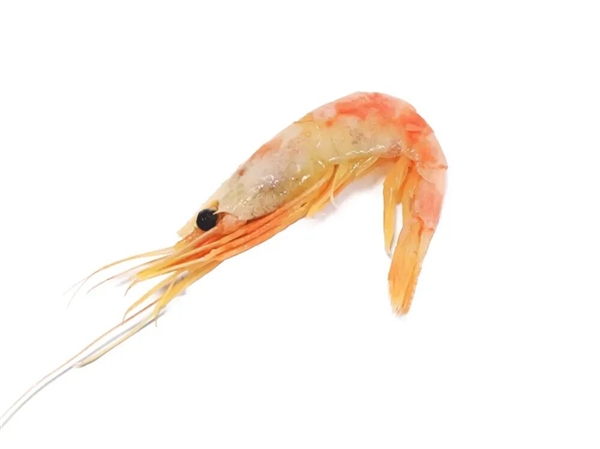 为何我们常吃北极甜虾 少见南极磷虾