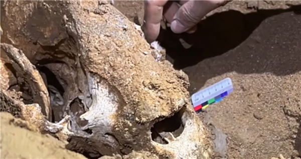 亚洲第一长洞已发现52具熊猫化石 追溯至约1400年前