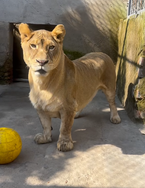 徐州一动物园狮子因腿短走红:被网友称作“狮中柯基”