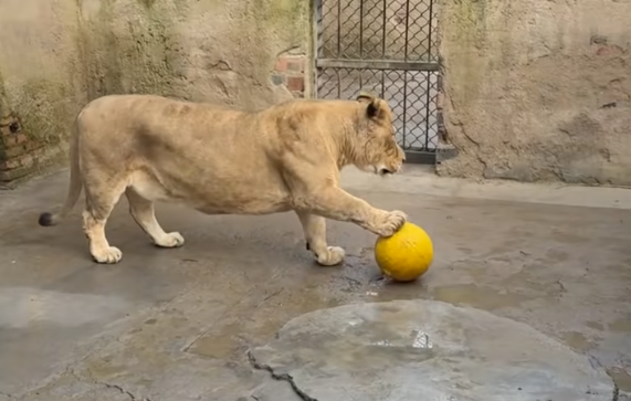 徐州一动物园狮子因腿短走红:被网友称作“狮中柯基”