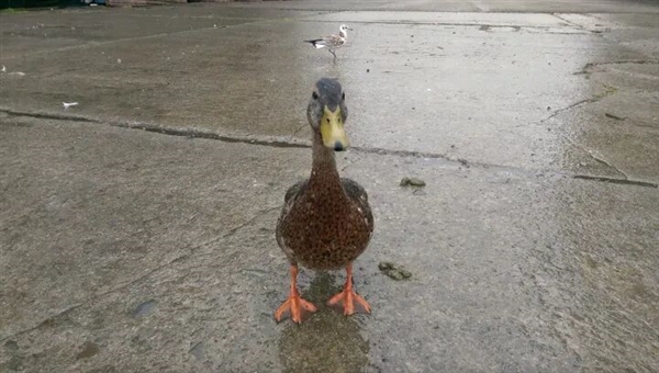 真的想问：下雨天的时候 鸟都在干什么呢
