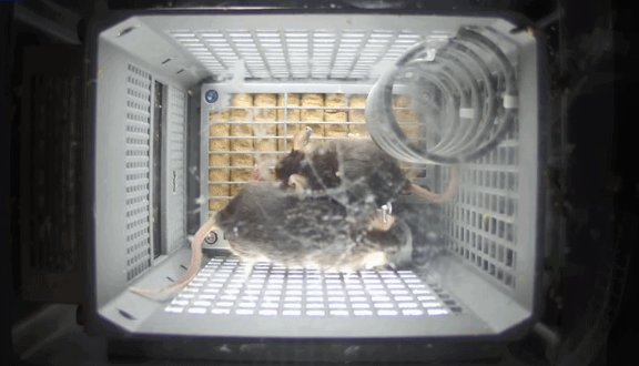 史上首次！4只小鼠“入住”空间站 状态良好 吃喝正常