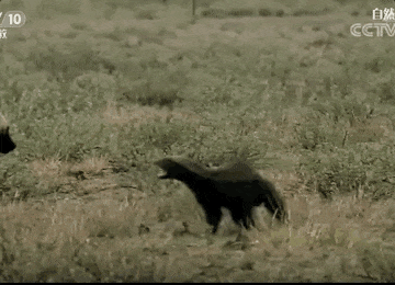 “平头哥”挑战两只老虎!为何蜜獾无所畏惧 它的战力究竟咋样