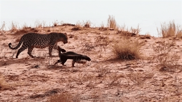 “平头哥”挑战两只老虎!为何蜜獾无所畏惧 它的战力究竟咋样