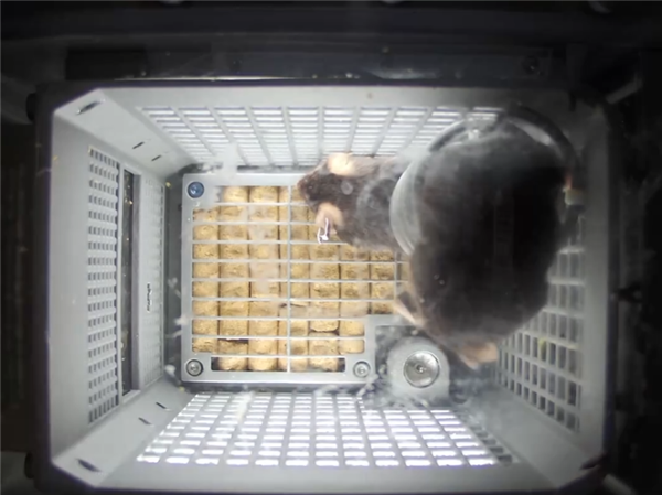 中国空间站第九批实验样品返回并交付科学家：包含四只太空小鼠