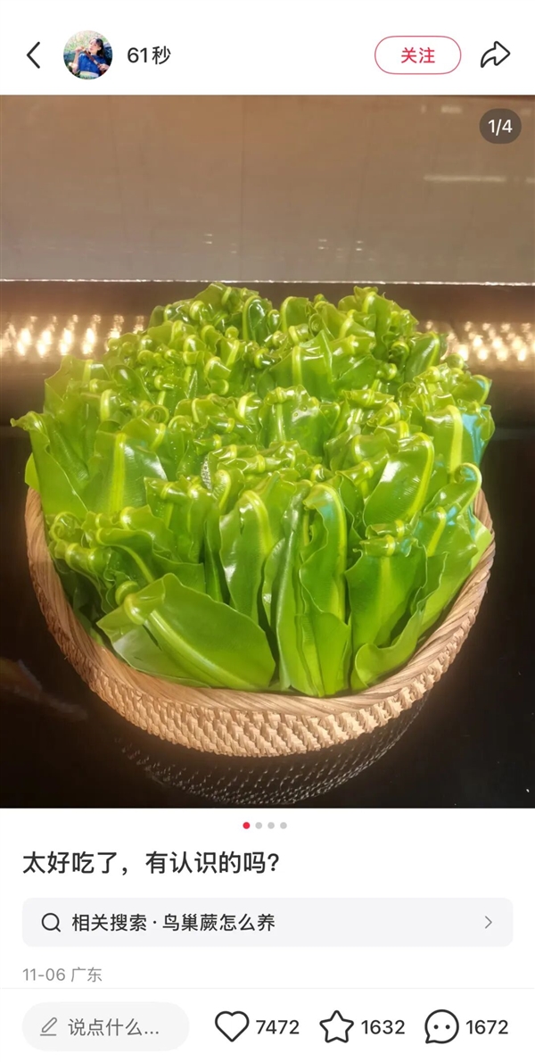 超市50块钱一斤的网红菜 竟是云南人的“绿化带”！