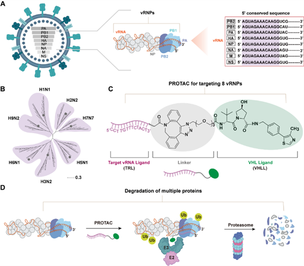 我国开辟广谱抗甲流新策略:不怕变异 多种病毒一网打尽