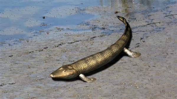 人类的脚趾头到底有啥用？长一点好还是短一点好？