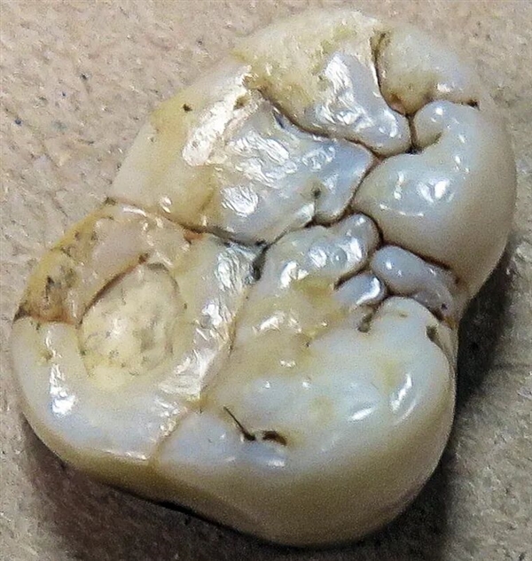 中国远古巨猿 身高3米史上最大灵长类动物 为何20万年前突然灭绝？