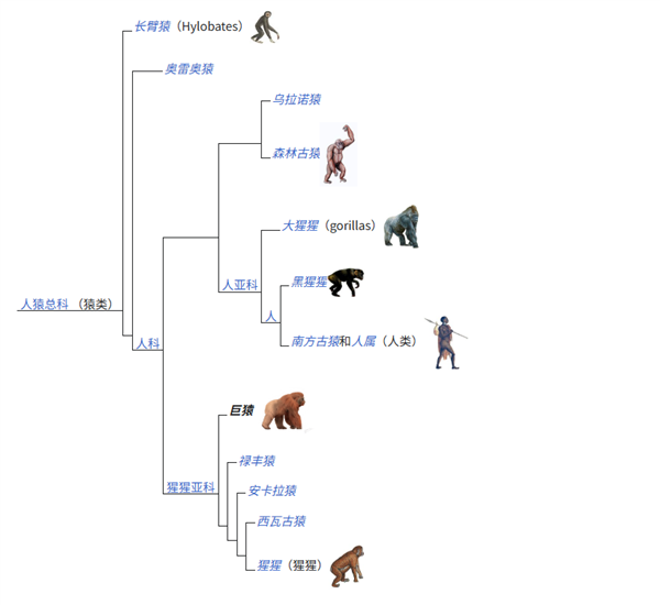 中国远古巨猿 身高3米史上最大灵长类动物 为何20万年前突然灭绝？