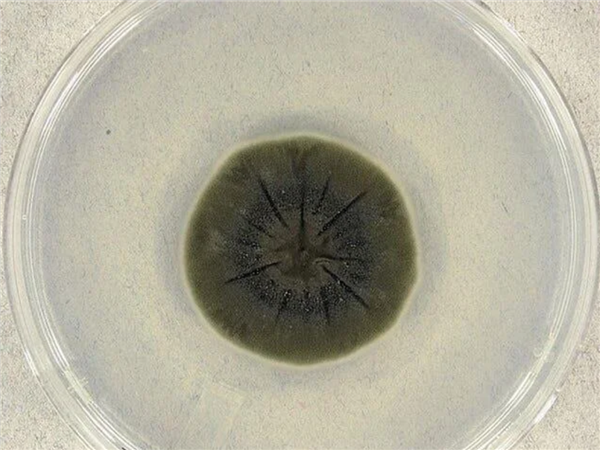 切尔诺贝利的真菌正在学会吸收强辐射 可能利用辐射进行未知的代谢