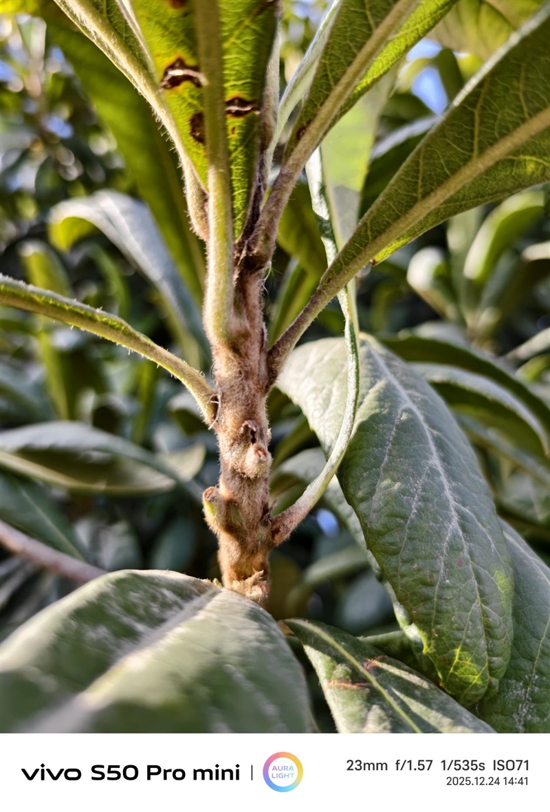 稳步迭代，全面超越：vivo S50 Pro mini 评测：小直屏旗舰的进化标杆