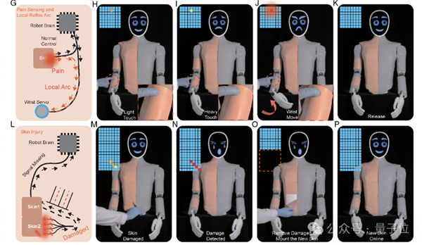 温柔点儿 机器人也怕疼了！电子皮肤主动痛觉+损伤自检双buff拉满