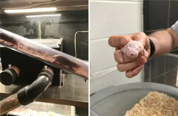 裸鼹鼠:这绝对是最独特的哺乳动物之一