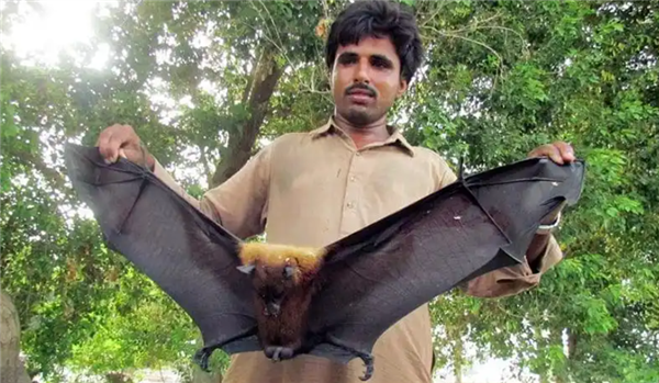 死亡率最高75% 印度暴发尼帕病毒疫情!会像新冠那样蔓延吗