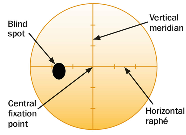 为什么我们平时看不到自己的鼻子