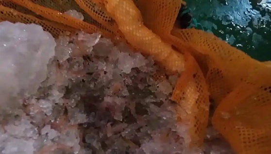 “雪龙”号在南极为啥要捞磷虾 只为读懂生态信号