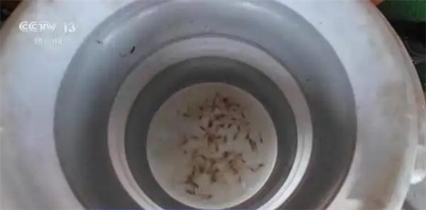 “雪龙”号在南极为啥要捞磷虾 只为读懂生态信号