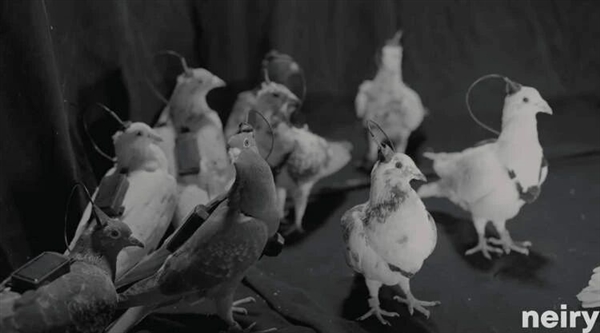 普通鸽子就能改造成生物无人机 这家俄罗斯公司对鸽子下手了