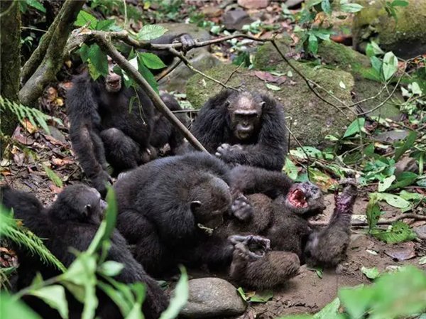 如果要在蟒蛇和黑猩猩之间选一个作为宠物 哪个会更适合?