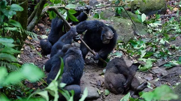 如果要在蟒蛇和黑猩猩之间选一个作为宠物 哪个会更适合?