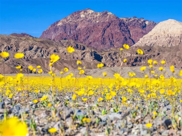 早春第一批开花的植物 为什么花朵大多是黄色的