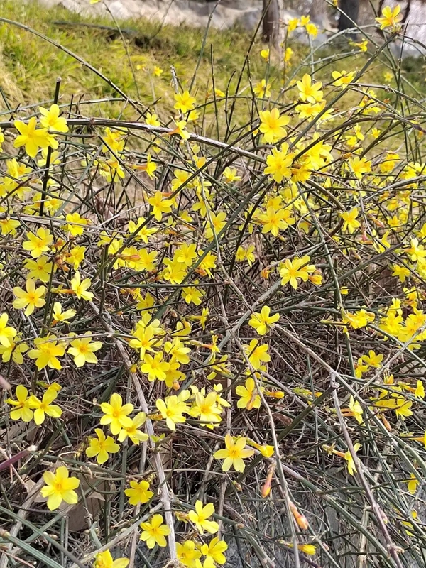 早春第一批开花的植物 为什么花朵大多是黄色的