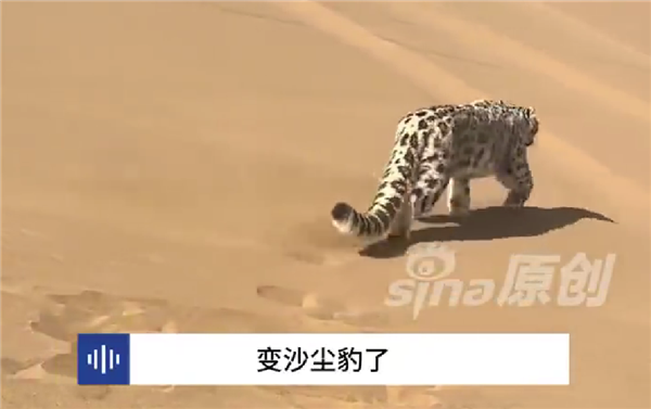 新疆一处沙漠惊现雪豹 网友取名沙尘豹：当地从未出现过