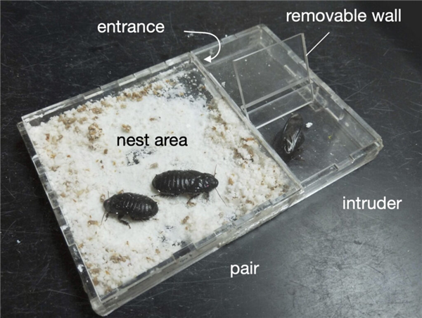 新发现“一夫一妻制”蟑螂 结婚时会吃掉彼此翅膀 以表忠贞