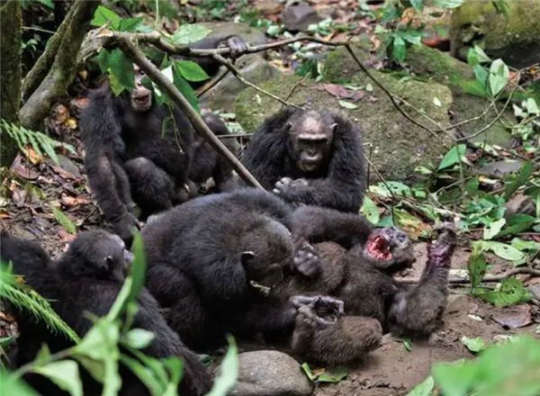 为什么灵长类动物打架时 那么喜欢攻击对手的睾丸