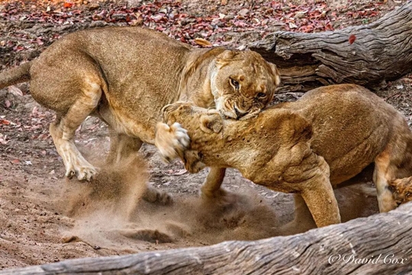 为什么灵长类动物打架时 那么喜欢攻击对手的睾丸