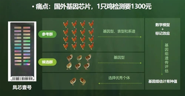 从国外垄断到全球领先 中国蛋鸡逆袭了