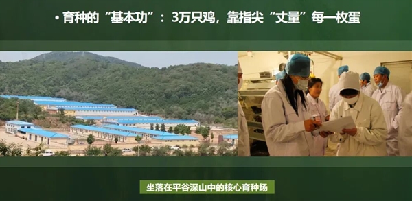 从国外垄断到全球领先 中国蛋鸡逆袭了