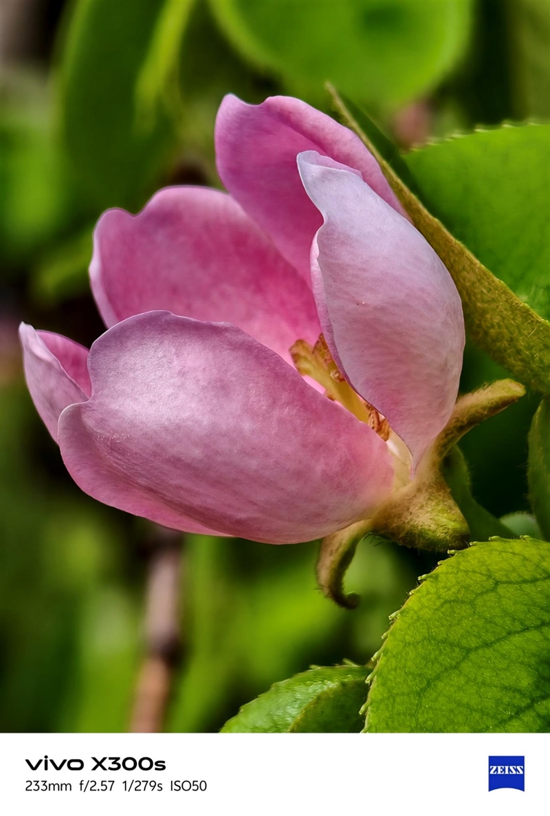 天玑9500搭配蔡司影像 vivo X300s手机全面评测：省心耐用的直屏主力机