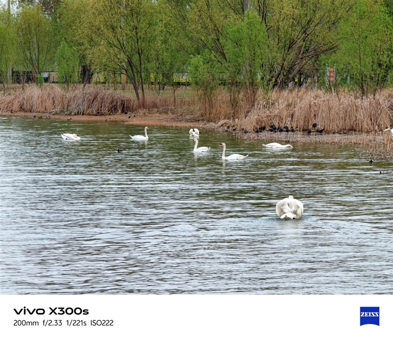 天玑9500搭配蔡司影像 vivo X300s手机全面评测：省心耐用的直屏主力机