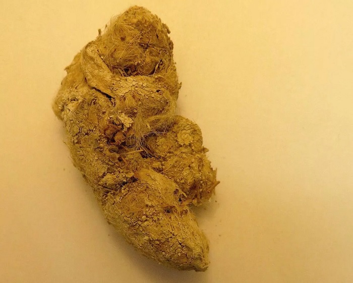 科学家在1.7万年前的美洲狮粪便中发现古老的寄生虫DNA