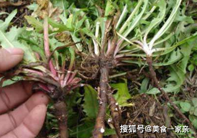  蒲公英不是“万能药”！经常食用，作用只有这4个，别再乱喝了！ 