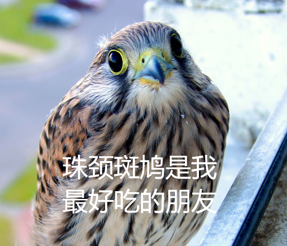 几根树枝就当窝、还“随地大小蛋”!这鸟也太“摆烂”了