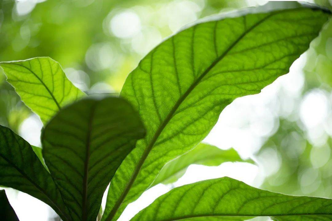 很多人喜欢吃它止咳润肺，而它发挥作用的主要成分是这片叶子