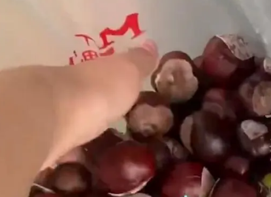 留学生在意大利把马栗当板栗 网友:此物有毒