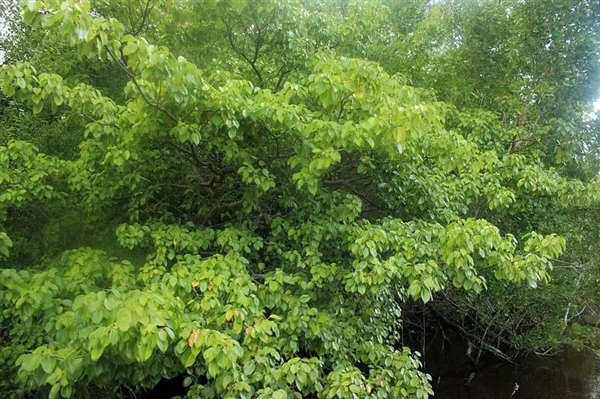 不能摸也不能烧!这棵树全株有毒太魔性 树下躲雨也会中毒