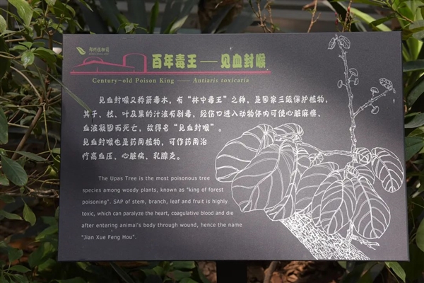 不能摸也不能烧!这棵树全株有毒太魔性 树下躲雨也会中毒