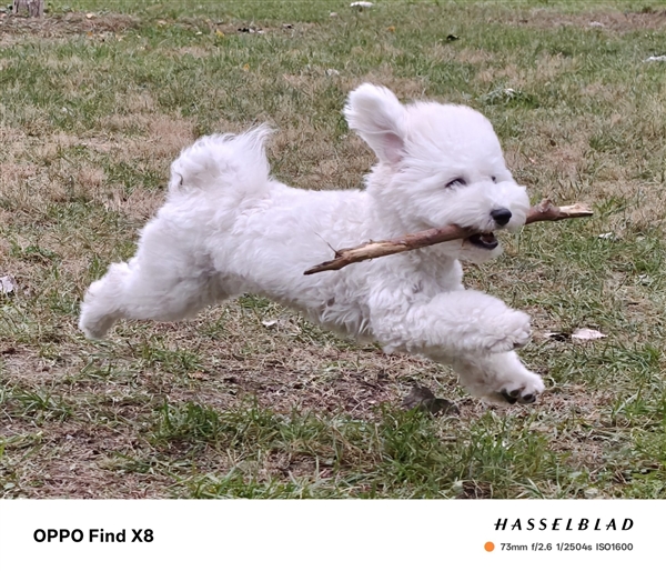 OPPO Find X8 Pro被低估了:影像最卷的高端旗舰