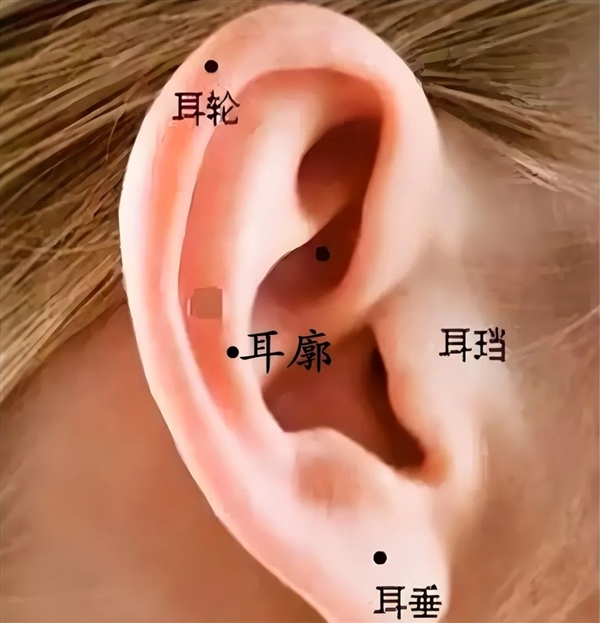为什么人类的耳朵不会动:2500万年前就消失了